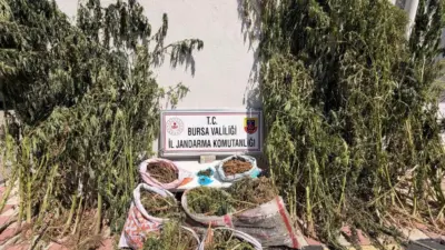 Bursa’nın Karacabey ilçesinde jandarma ekipleri tarafından düzenlenen uyuşturucu operasyonunda 22