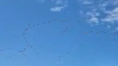 Bursa’nın merkez Nilüfer ilçesinde göç yolculuğuna çıkan leylek sürüsü, Ayvaköy