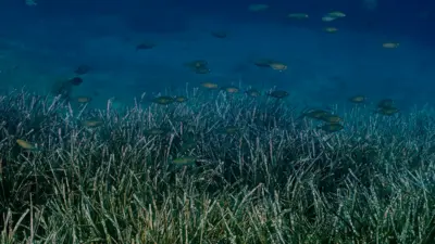 Göcek'te deniz çayırlarını korumak için 17 koyda mapa-şamandıra sistemi kuruldu.