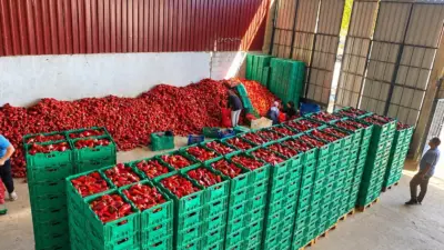 Türkiye’nin önemli tarım merkezlerinden Bursa’nın Yenişehir ilçesinde hasatına başlanan kapya