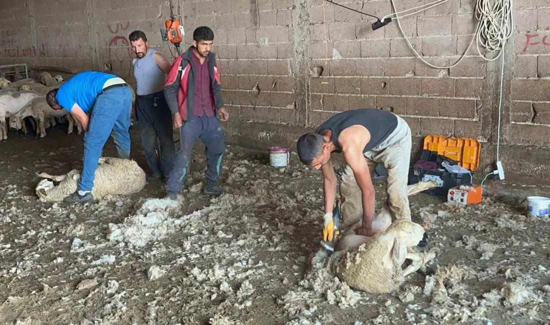Bursa İli Damızlık Koyun ve Keçi Yetiştiricileri Birliği Başkanı Yıldırım