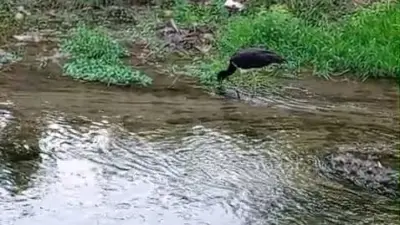 Bursa’nın İnegöl ilçesinde nadir görülen kara leylek, dere kenarında beslenirken