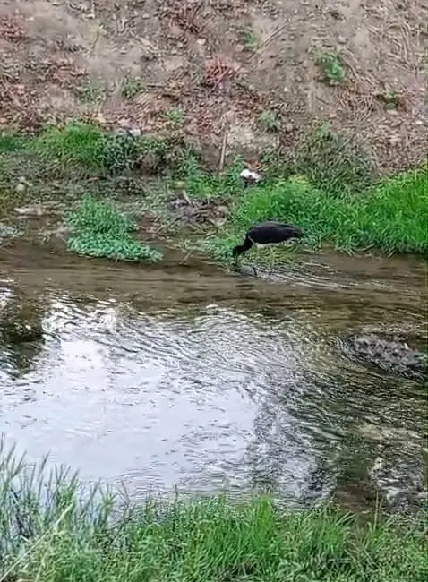 Bursa’nın İnegöl ilçesinde nadir görülen kara leylek, dere kenarında beslenirken