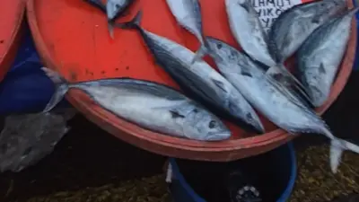 Tekirdağ’ın Süleymanpaşa ilçesinde kurulan perşembe pazarında palamut fiyatları 75 liraya