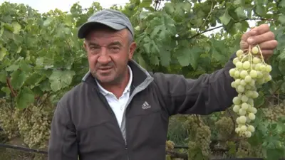 Bursa’nın tarihi İznik ilçesinde “sarı altın” olarak bilinen ve geçmişi