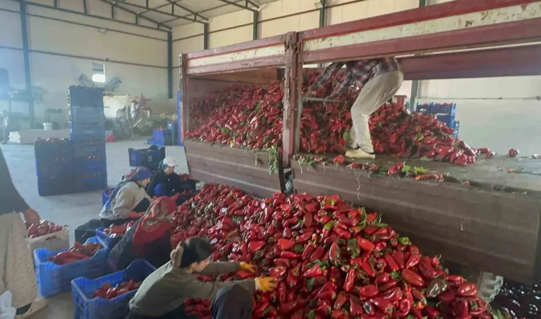 Bursa’nın Karacabey ilçesinde yetiştirilen ve yüksek aromasıyla ev yapımı salçanın