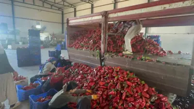 Bursa’nın Karacabey ilçesinde yetiştirilen ve yüksek aromasıyla ev yapımı salçanın