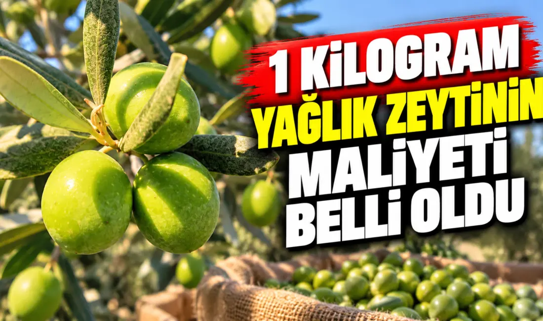 Gemlik Ziraat Odası, 2026 yılı hasat dönemi için hazırladığı zeytin