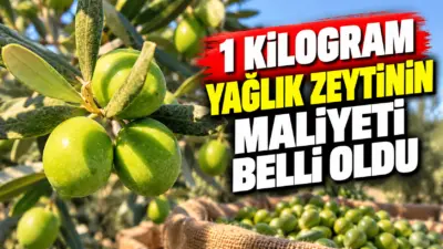 Gemlik Ziraat Odası, 2026 yılı hasat dönemi için hazırladığı zeytin