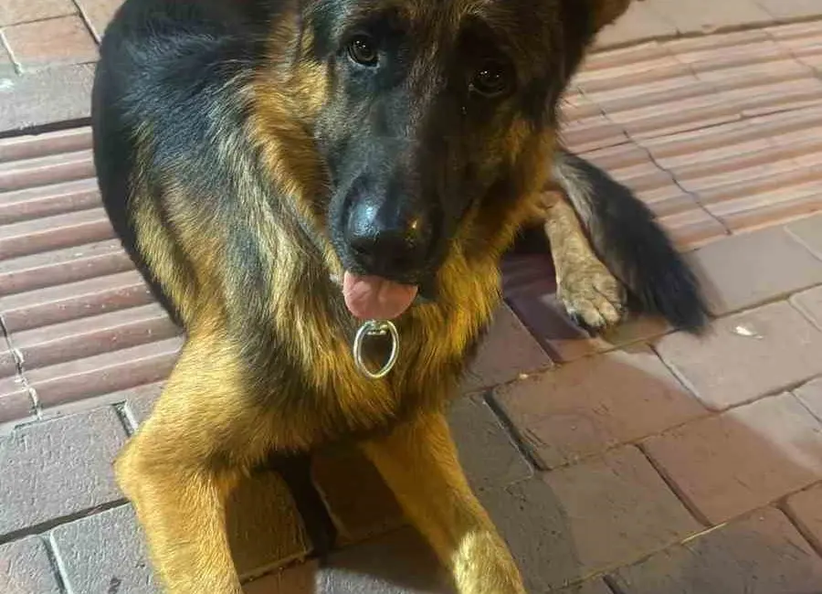 Bursa’nın İznik ilçesinde 3 yaşındaki Alman Kurdu kayboldu. Köpeğin sahibi