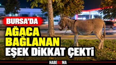 Bursa’da İzmir Yolu Caddesi’nde kimliği henüz belirlenemeyen bir kişi, eşeğini