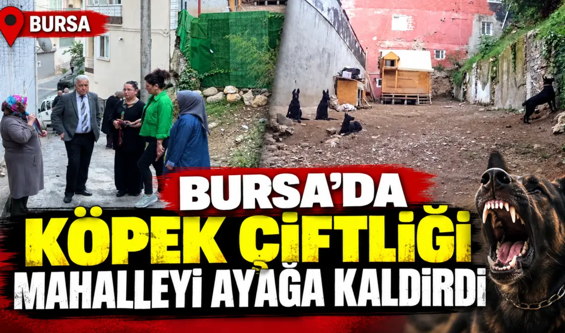 Bursa’nın Yıldırım ilçesinde mahalle sakinleri, bir köpek çiftliğinden yayıldığını iddia