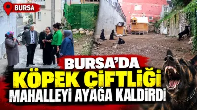 Bursa’nın Yıldırım ilçesinde mahalle sakinleri, bir köpek çiftliğinden yayıldığını iddia