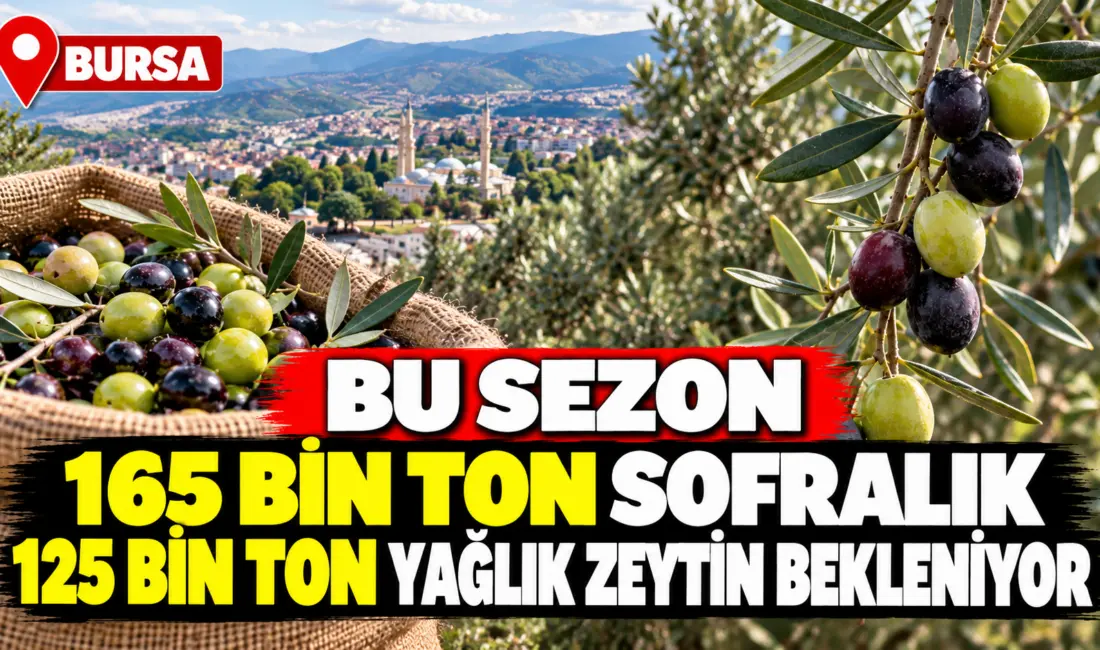 Bursa genelinde bu sezon 290 bin ton zeytin rekoltesi beklenirken,
