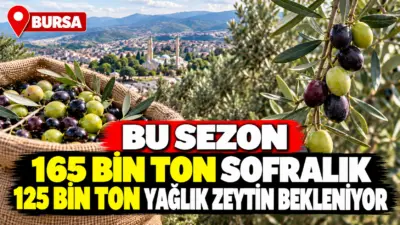 Bursa genelinde bu sezon 290 bin ton zeytin rekoltesi beklenirken,