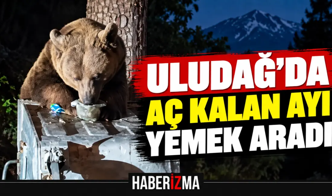 Uludağ’da aç kalan ayı, Sarıalan bölgesinde yiyecek bulmak için çöp