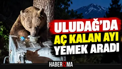 Uludağ’da aç kalan ayı, Sarıalan bölgesinde yiyecek bulmak için çöp