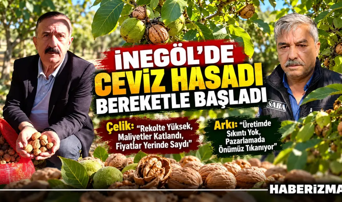 İnegöl’e bağlı tarım merkezlerinde ceviz hasadı tüm hızıyla devam ediyor.
