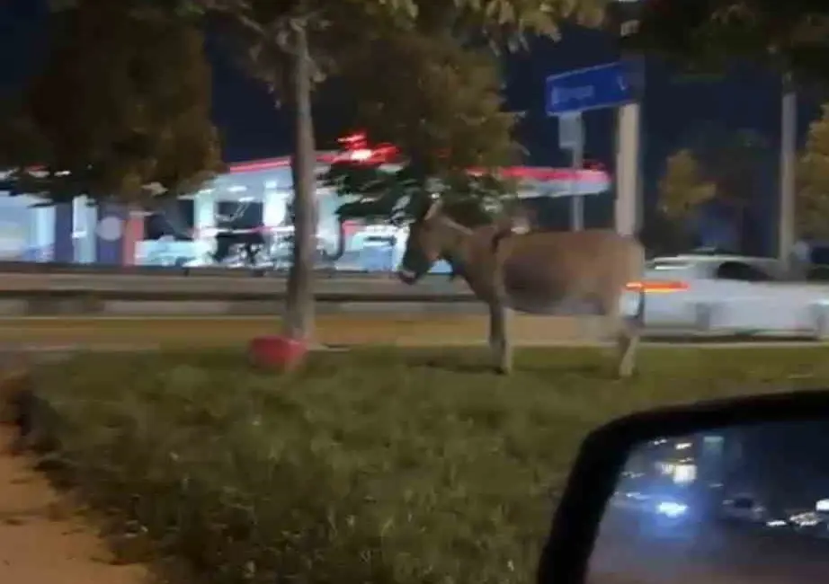 Bursa’da İzmir Yolu Caddesi’nde kimliği henüz belirlenemeyen bir kişi, eşeğini