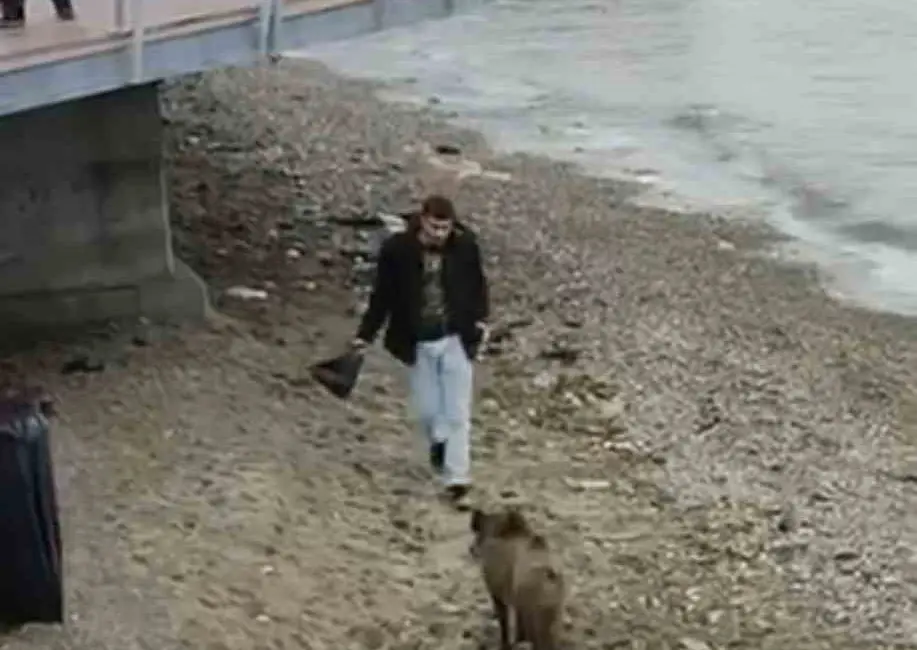 Bursa’nın Mudanya ilçesinde yiyecek arayışına çıkan yaban domuzu sahile kadar