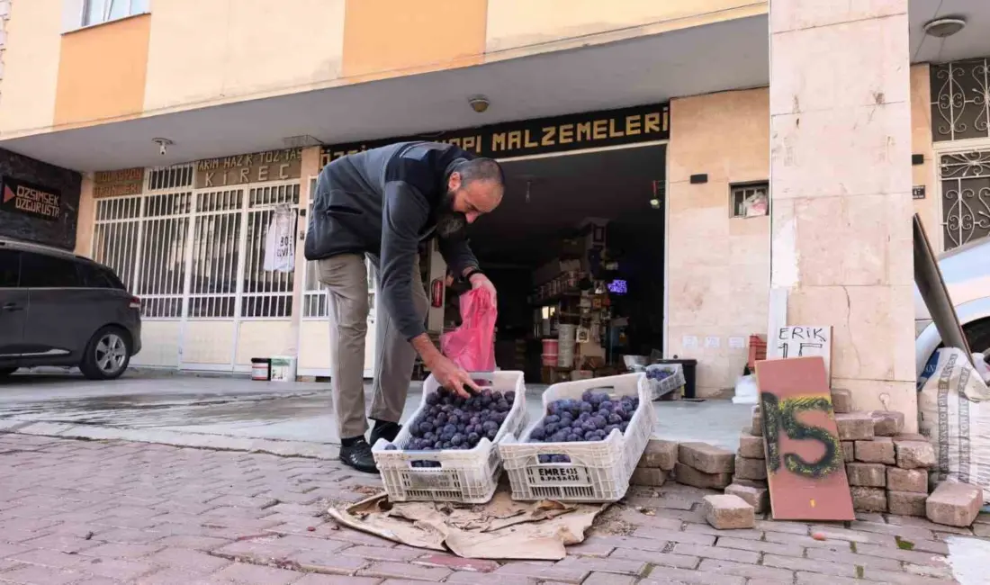 Bursa’nın İnegöl ilçesinde annesine ait tarlada yaklaşık 10 ton erik