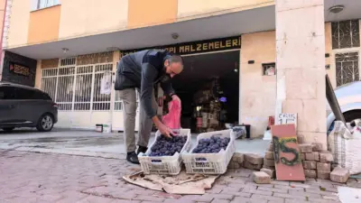 Bursa’nın İnegöl ilçesinde annesine ait tarlada yaklaşık 10 ton erik