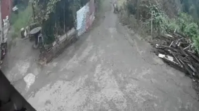 Giresun’un Görele ilçesinde sabah saatlerinde yerleşim alanına giren ayı, mahalle
